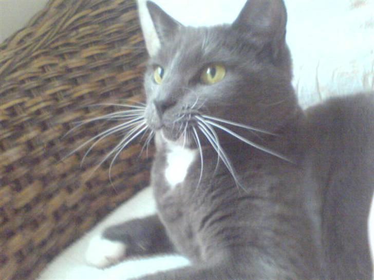 Blanding af racer Chipse billede 1