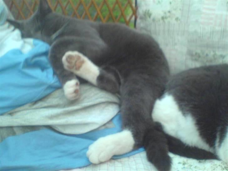 Blanding af racer Chipse billede 2