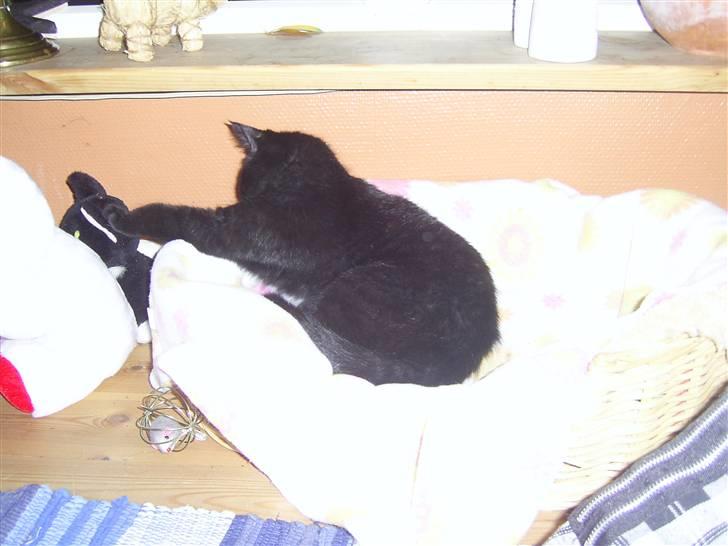 Blanding af racer Buster <3 billede 10