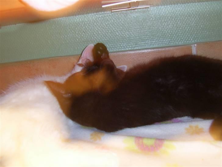 Blanding af racer Buster <3 billede 11