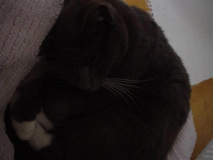 Blanding af racer Chipse billede 3