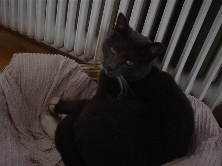 Blanding af racer Chipse billede 4