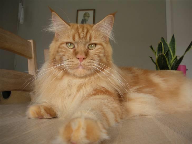 Maine Coon Coon Danica's Sweet Angel -  Line-pigen 8-8-10 billede 3