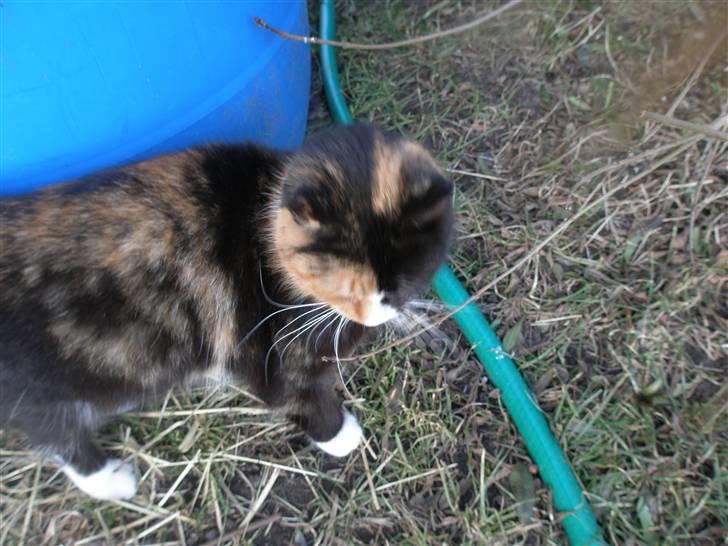 Blanding af racer Asymmetri billede 1