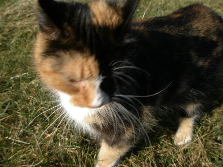 Blanding af racer Asymmetri billede 2