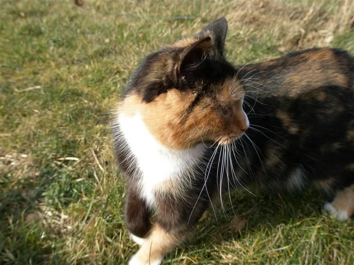 Blanding af racer Asymmetri - Pletskud :o) billede 3