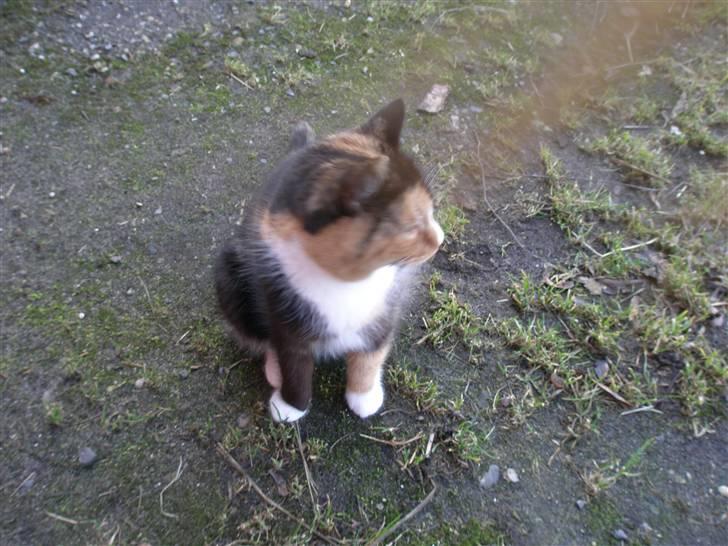 Blanding af racer Asymmetri - Hm.. Hvad mon Snebold NU har gang i? billede 4