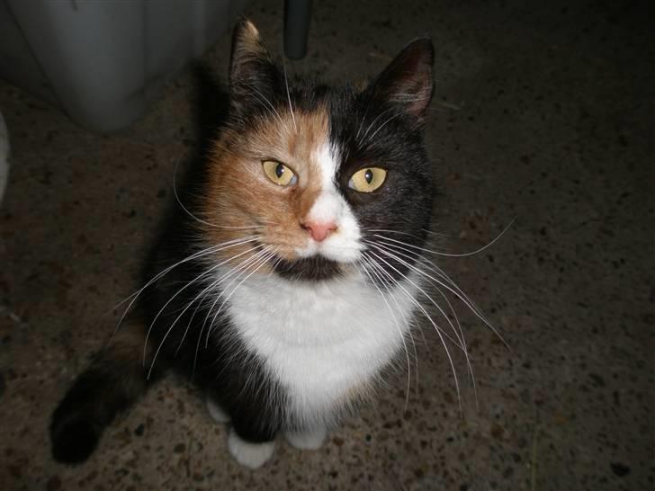 Blanding af racer Asymmetri billede 5