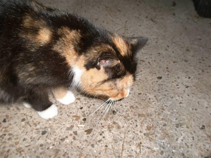 Blanding af racer Asymmetri - Sikke noget spændende gulv!  billede 6