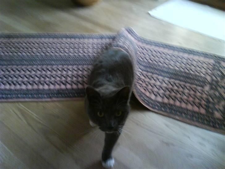 Blanding af racer Chipse billede 5