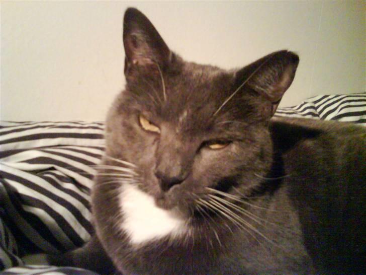 Blanding af racer Chipse billede 6