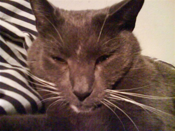 Blanding af racer Chipse billede 7