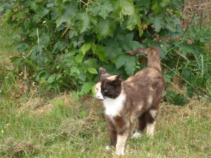 Blanding af racer Asymmetri billede 7