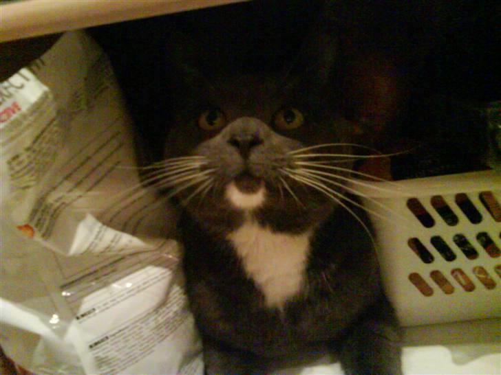 Blanding af racer Chipse billede 8