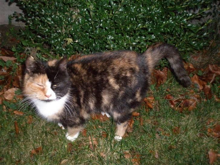 Blanding af racer Asymmetri billede 8