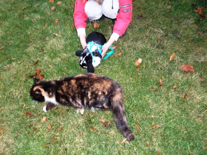 Blanding af racer Asymmetri - Asymmetri og kaninen, Gerry :D billede 9