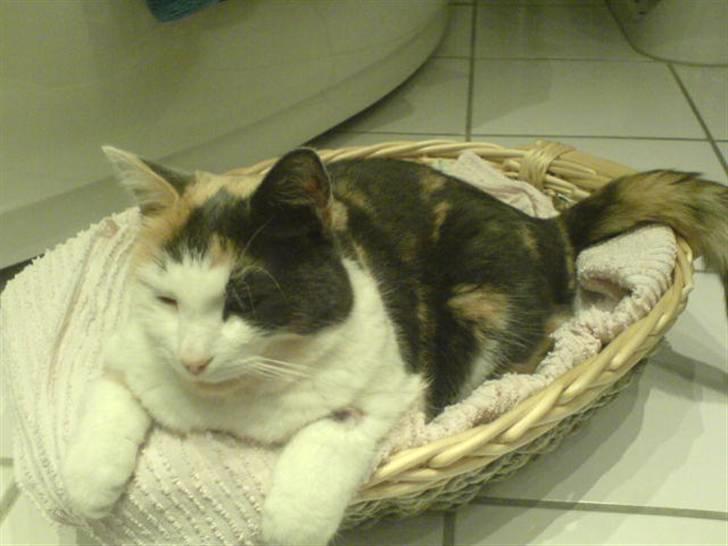 Blanding af racer Bella billede 1