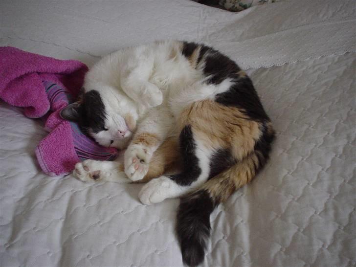 Blanding af racer Bella billede 2