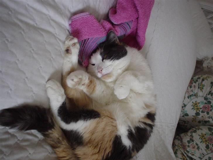 Blanding af racer Bella billede 3