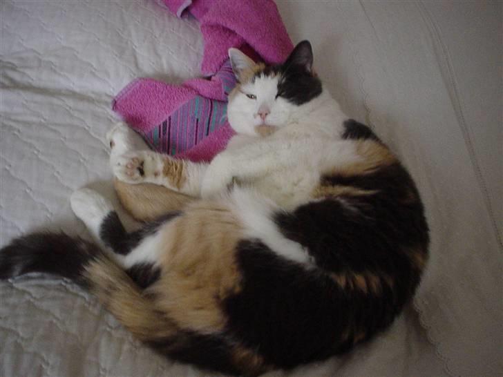 Blanding af racer Bella billede 4