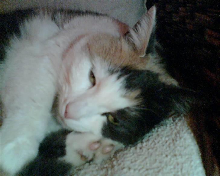 Blanding af racer Bella billede 5