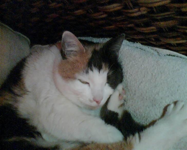 Blanding af racer Bella billede 6