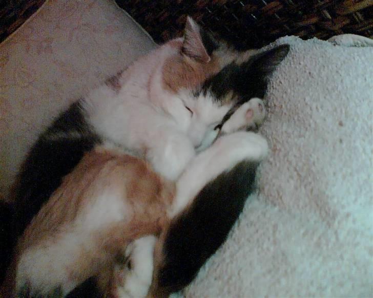 Blanding af racer Bella billede 7