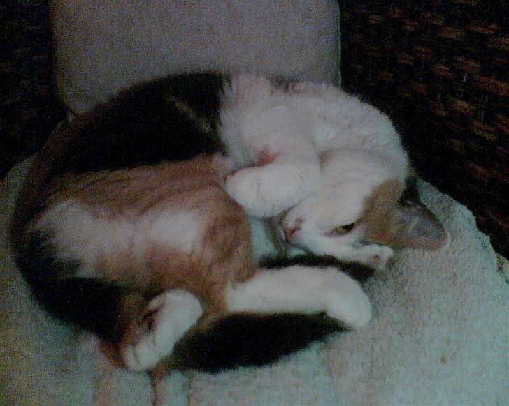 Blanding af racer Bella billede 8