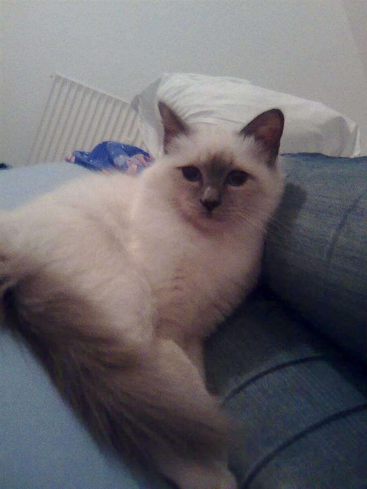 Hellig Birma BeautyQueen (aka Molly) billede 13