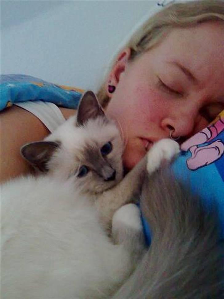 Hellig Birma BeautyQueen (aka Molly) - Sådan blir man vækket om morgenen  billede 14