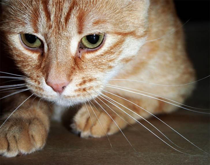 Huskat garfield billede 1