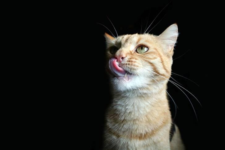 Huskat garfield billede 2