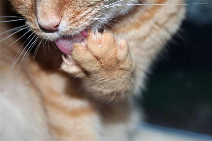 Huskat garfield billede 3