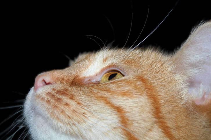 Huskat garfield billede 4