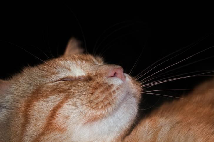 Huskat garfield billede 5