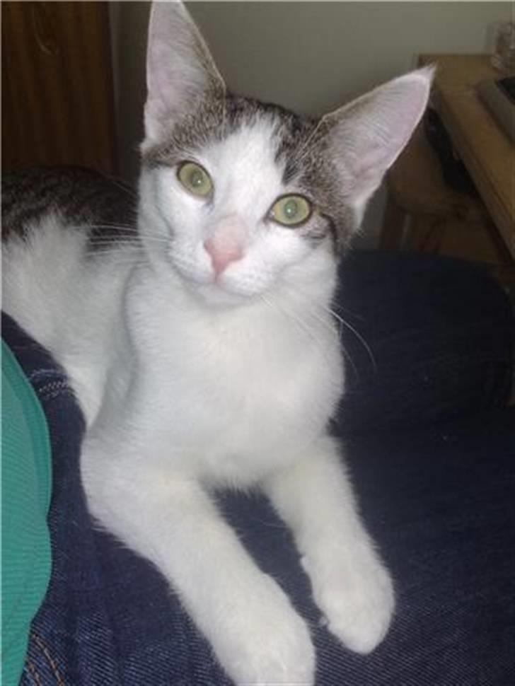 Blanding af racer / Maine Coon Bella billede 10