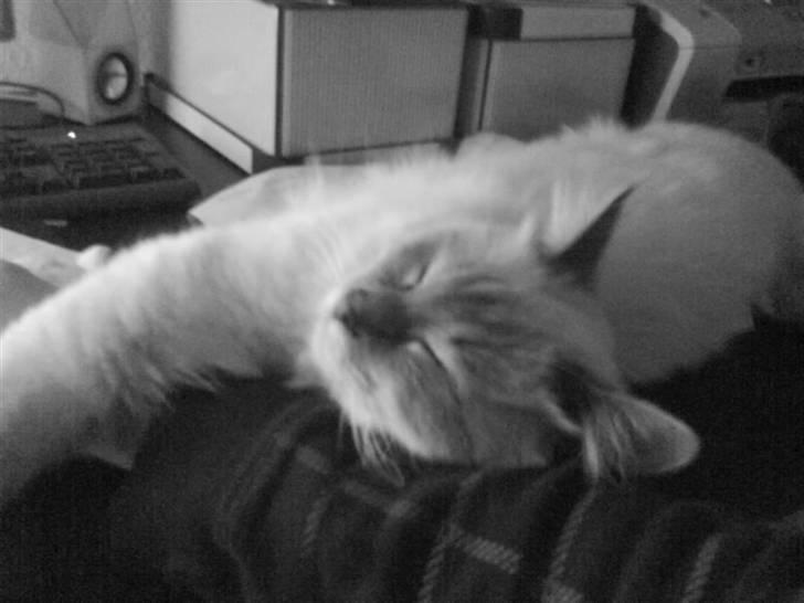 Hellig Birma Baloo - Er der noget mere dejligt end at sove?  :) billede 1