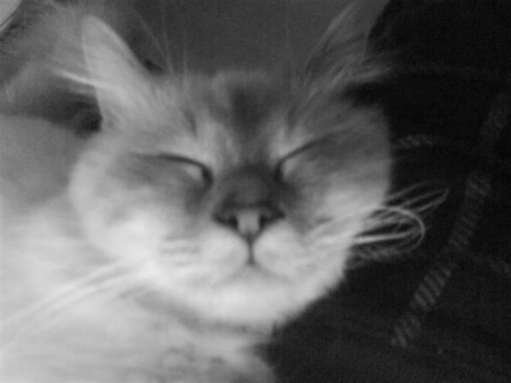 Hellig Birma Baloo - Det er bare livet det her... billede 2