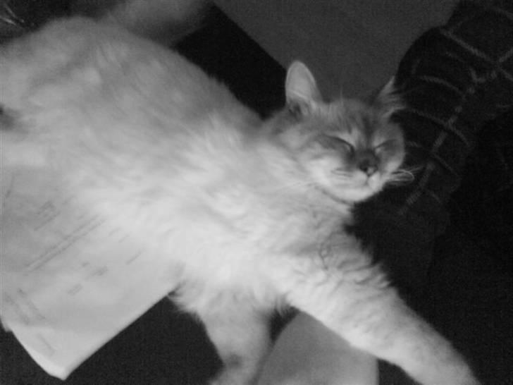 Hellig Birma Baloo - Uuuh .. billede 3