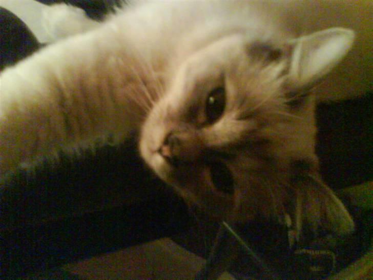 Hellig Birma Baloo - Hej Hej billede 4