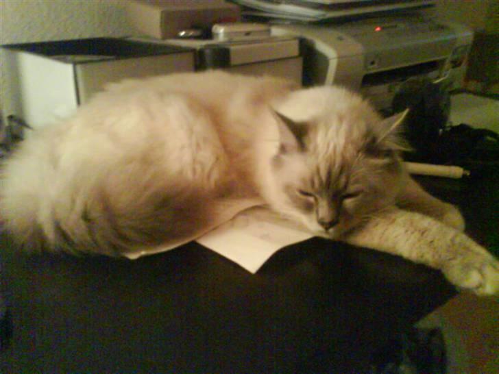 Hellig Birma Baloo - zzzz billede 5