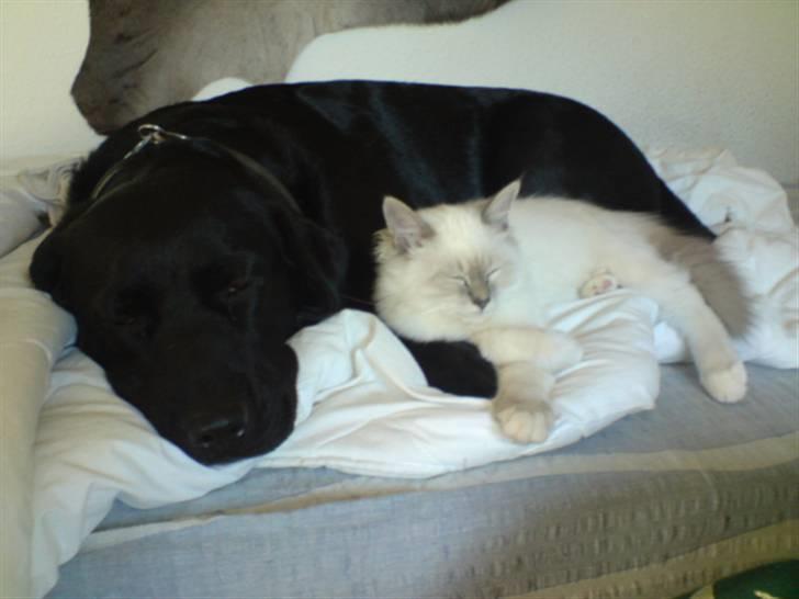 Hellig Birma Baloo - Mig og en af mine bedste hunde venner Money  :) billede 6