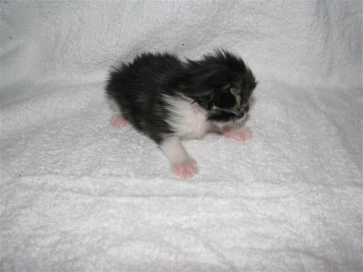 Maine Coon Slambert billede 1