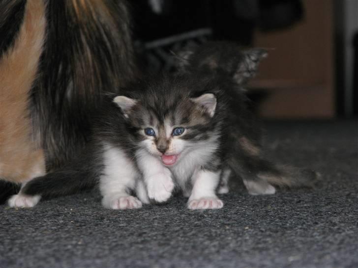 Maine Coon Slambert billede 2