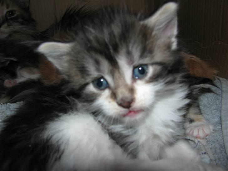 Maine Coon Slambert billede 3