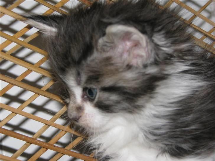 Maine Coon Slambert billede 4