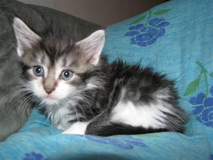 Maine Coon Slambert billede 5