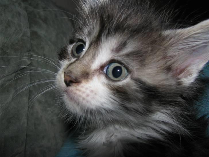 Maine Coon Slambert billede 6