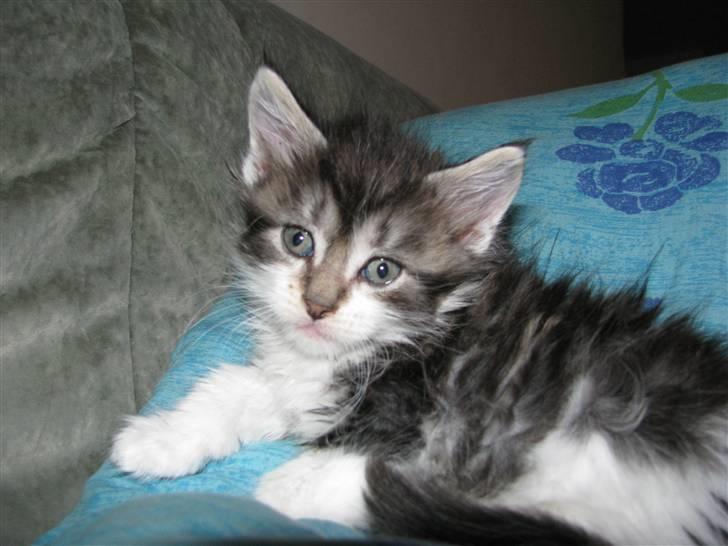 Maine Coon Slambert billede 7