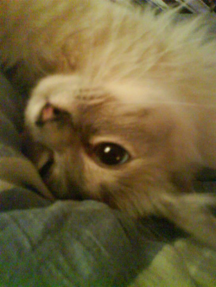 Hellig Birma Baloo - Jeg er i racer humør:) billede 7